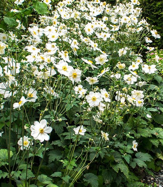 Anemone hybrida 'Whirlwind'